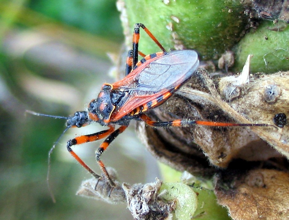 Rhynocoris cuspidatus, nuovo per la fauna italiana